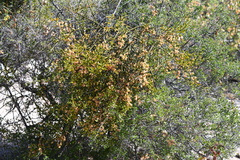 Phoradendron brachystachyum