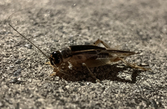 Lepidogryllus