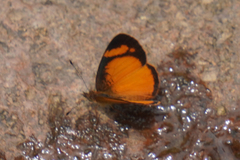 Tegosa pastazena