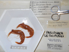 Pasiphaea multidentata