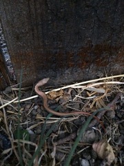 Elgaria multicarinata