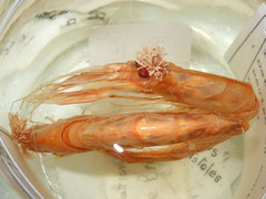 Pasiphaea multidentata