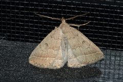 Zanclognatha jacchusalis