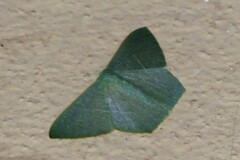 Pelagodes antiquadraria