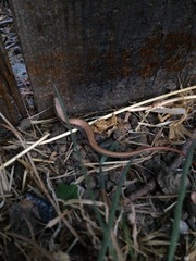 Elgaria multicarinata