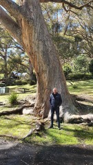 Eucalyptus obliqua
