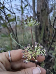 Asclepias longifolia