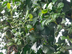 Macrosolen cochinchinensis