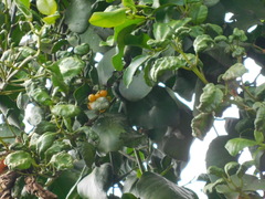 Macrosolen cochinchinensis