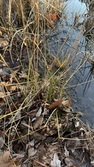 Eleocharis quadrangulata