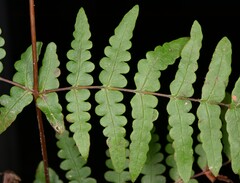 Histiopteris
