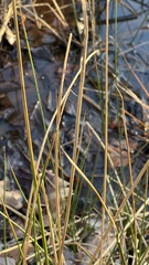 Eleocharis quadrangulata