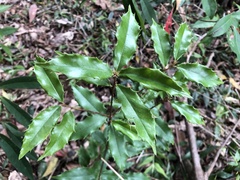 Prunus spinulosa