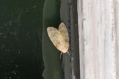 Schistophleps bipuncta