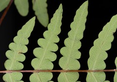 Histiopteris