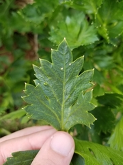 Apium graveolens rapaceum