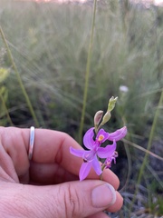 Calopogon pallidus