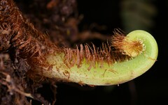 Histiopteris