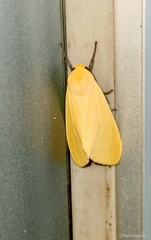 Pareuchaetes insulata