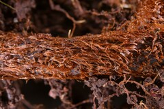 Histiopteris