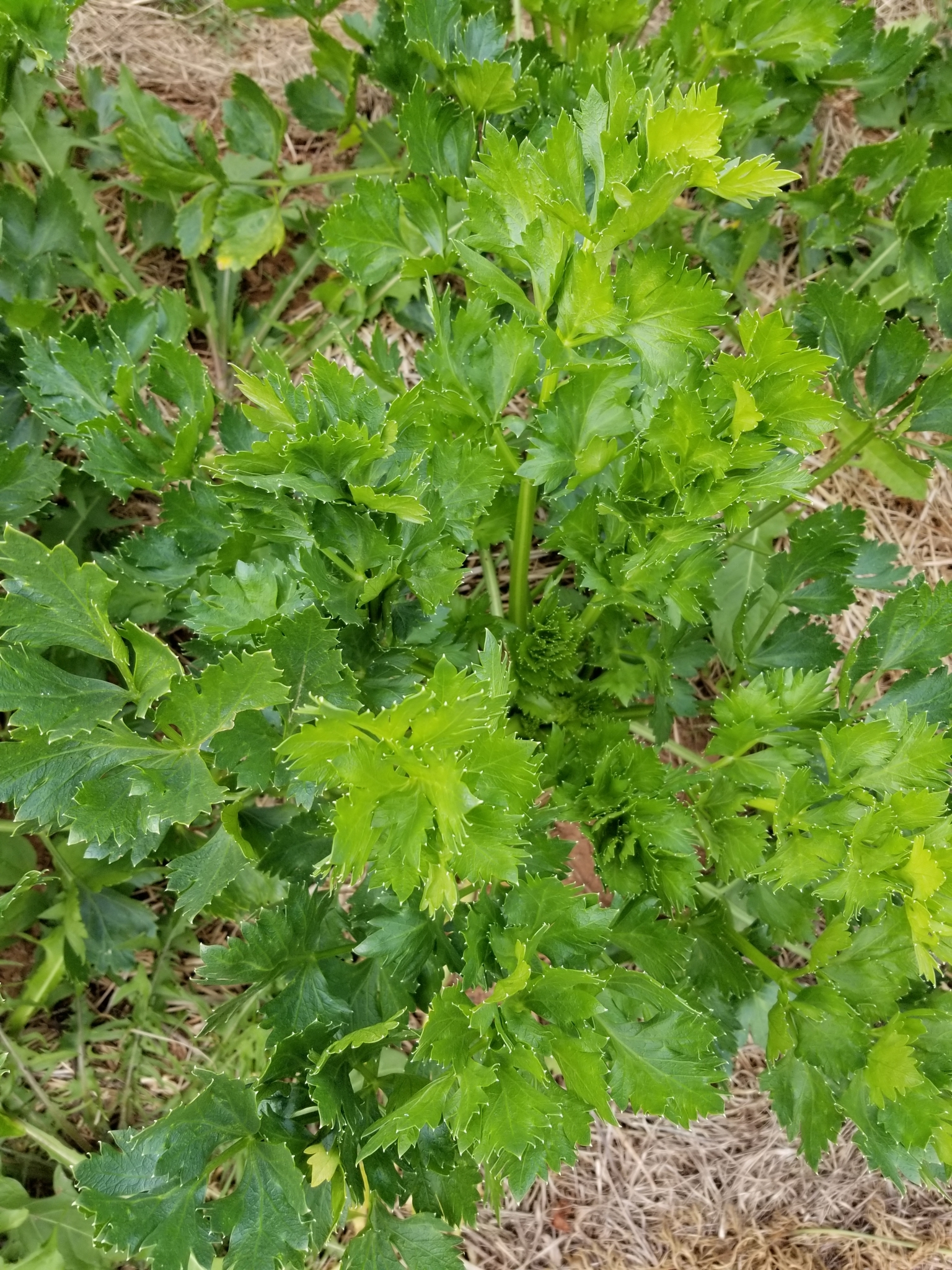 Apium graveolens var. rapaceum