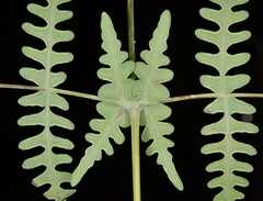 Histiopteris