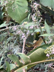 Basileuterus delattrii