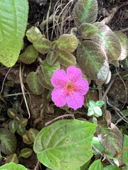 Episcia