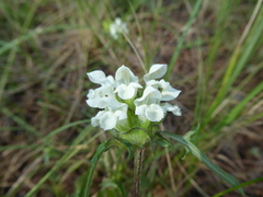 Prunella laciniata