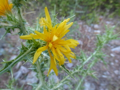 Scolymus hispanicus
