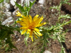 Scolymus hispanicus