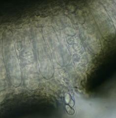 Psiloglonium stygium