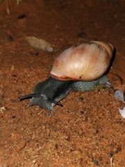 Megalobulimus