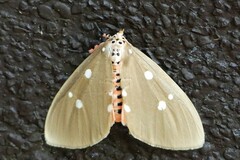 Tinolius eburneigutta