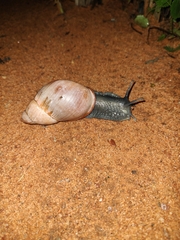Megalobulimus