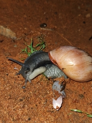 Megalobulimus