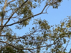 Rubigula flaviventris