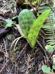 Scoliopus bigelovii