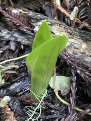 Scoliopus bigelovii