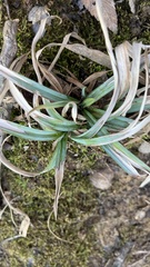 Carex glaucodea