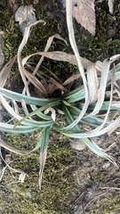 Carex glaucodea