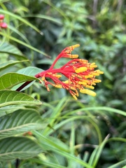 Palicourea croceoides