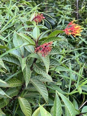 Palicourea croceoides