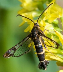 Synanthedon tipuliformis