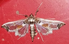 Neoleucinodes elegantalis