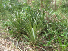 Bromelia antiacantha