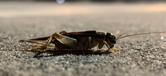 Lepidogryllus