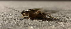 Lepidogryllus