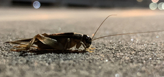 Lepidogryllus