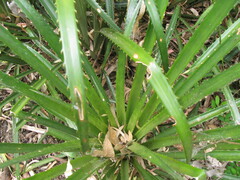 Bromelia antiacantha